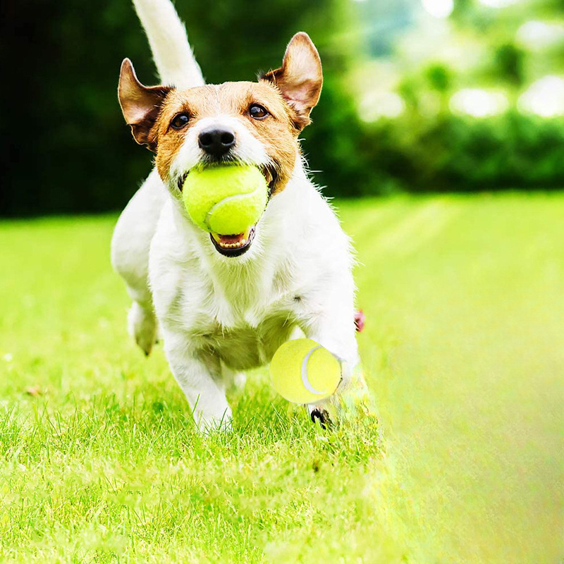 Интерактивная полосатая резино – обзор и цена Pet Dental Chew Toy